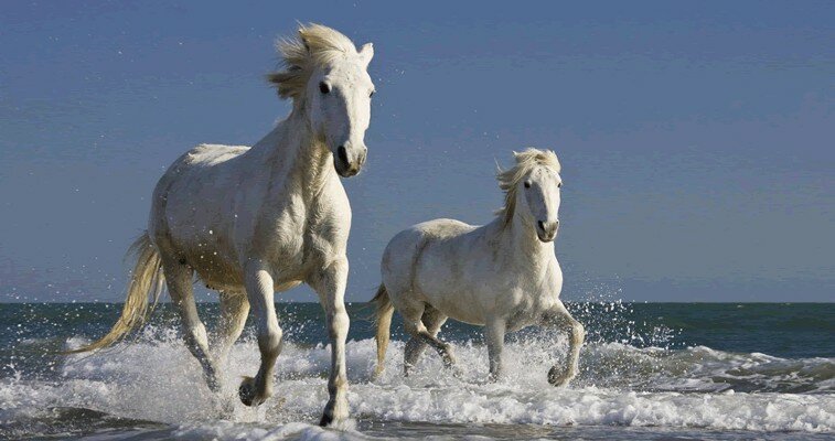 camargue france - Image