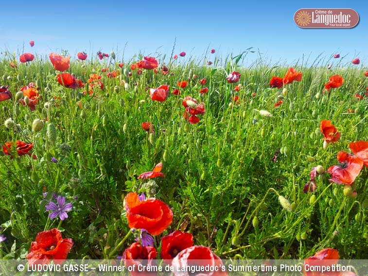 summer photo competition winner