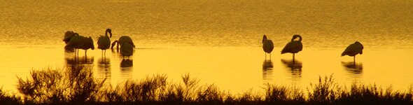 Bird watching in Languedoc