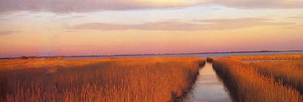 The Camargue, in the Gard Department