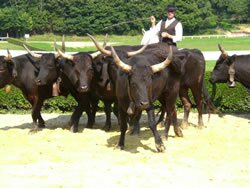 Camargue bulls