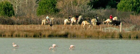Riding past flamingoes in the Camargue