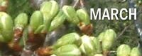 March