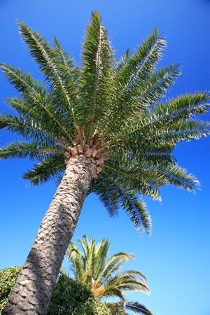 Languedoc's sunny climate